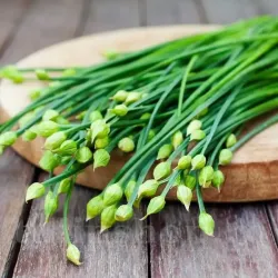 Pachet XXL Seminte cepsoara Garlic Chives 5.000buc.