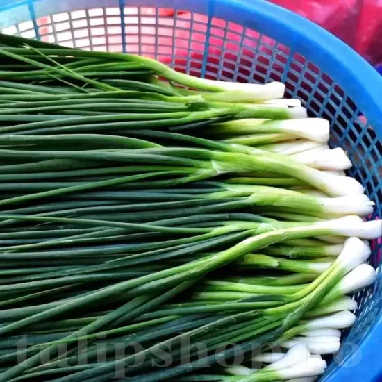 Pachet XXL Seminte ceapa Kyoto Market 5.000buc. seminte ceapa kyoto market pachet xxl gospodari gradina ceapa verde