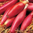 seminte ceapa rosa lunga di firenze pachet xxl producatori solarii 110x110