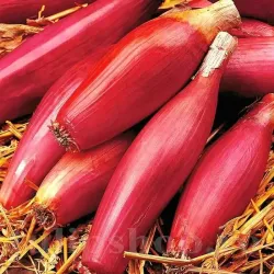 Pachet XXL Seminte ceapa Rosa Lunga di Firenze 5.000buc.