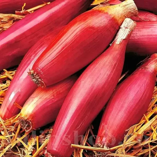 seminte ceapa rosa lunga di firenze pachet xxl producatori solarii