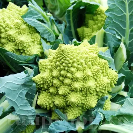 recolta conopida romanesco natalino forma piramidala calitate premium