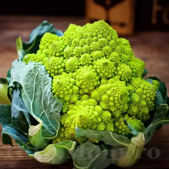 seminte conopida romanesco natalino pachet xxl producatori solarii