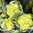 Pachet XXL Seminte conopida Verde di Macerata 4.000buc. seminte conopida verde di macerata pachet xxl producatori solarii 110x110