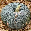 recolta dovleac marina di chioggia coaja creata calitate premium 110x110
