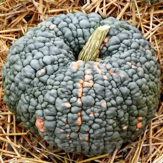 recolta dovleac marina di chioggia coaja creata calitate premium