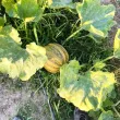 Pachet XXL seminte Dovleac Tonda Padana 300buc. recolta dovleac tonda padana coaja striata miez gustos premium 110x110