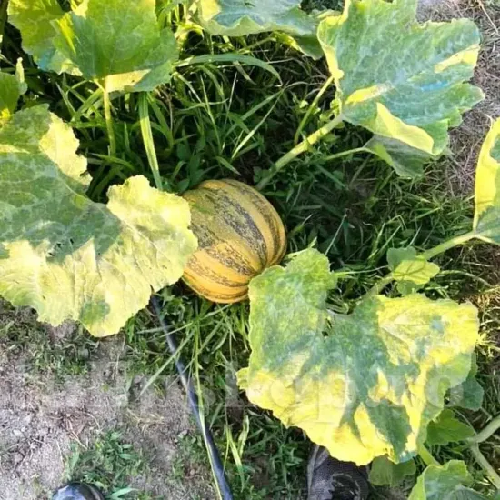 Pachet XXL seminte Dovleac Tonda Padana 300buc. recolta dovleac tonda padana coaja striata miez gustos premium
