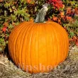 seminte dovleac connecticut field pachet xxl gospodari gradina halloween 110x110
