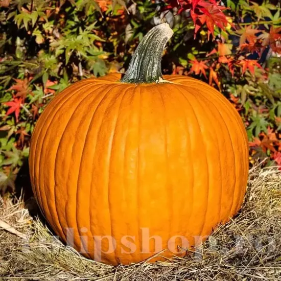 seminte dovleac connecticut field pachet xxl gospodari gradina halloween