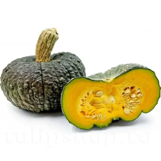 seminte dovleac marina di chioggia pachet xxl gospodari gradina