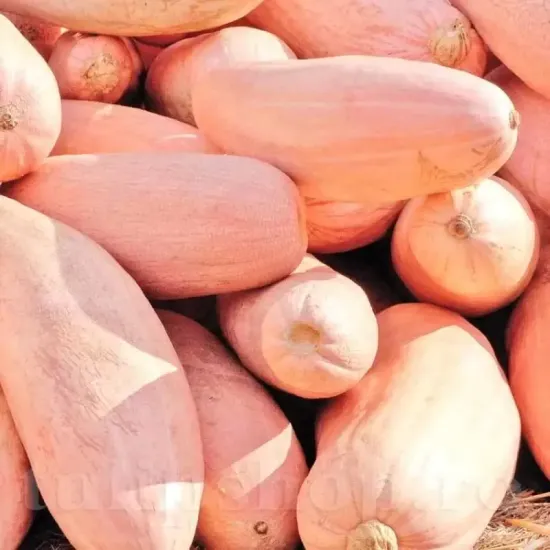 seminte dovleac pink banana jumbo pachet xxl producatori solarii