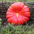 Pachet XXL seminte Dovleac Rouge Vif d'Etampes 300buc.