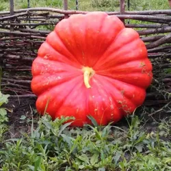 Pachet XXL seminte Dovleac Rouge Vif d'Etampes 300buc.