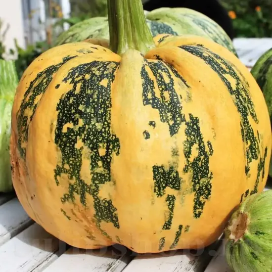 Pachet XXL seminte Dovleac Tonda Padana 300buc. seminte dovleac tonda padana pachet xxl gospodari gradina