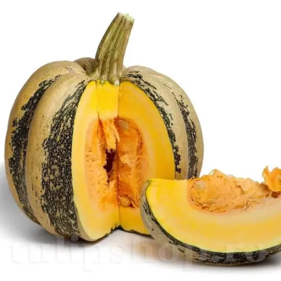 Pachet XXL seminte Dovleac Tonda Padana 300buc. seminte dovleac tonda padana pachet xxl producatori solarii