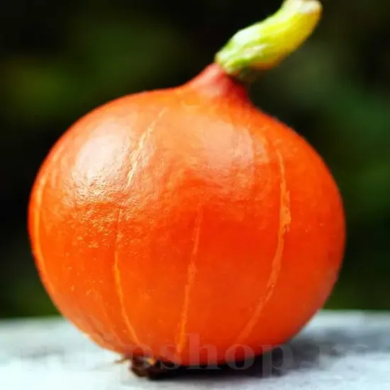 seminte dovleac uchiki kuri pachet xxl gospodari gradina hokkaido