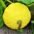 seminte dovleac yellow giant pachet xxl gospodari gradina gigant 110x110