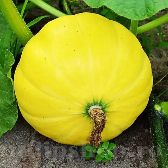 seminte dovleac yellow giant pachet xxl gospodari gradina gigant