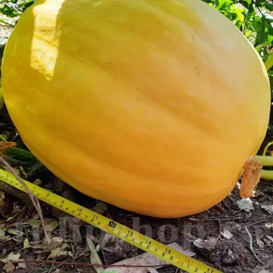 seminte dovleac yellow giant pachet xxl producatori solarii
