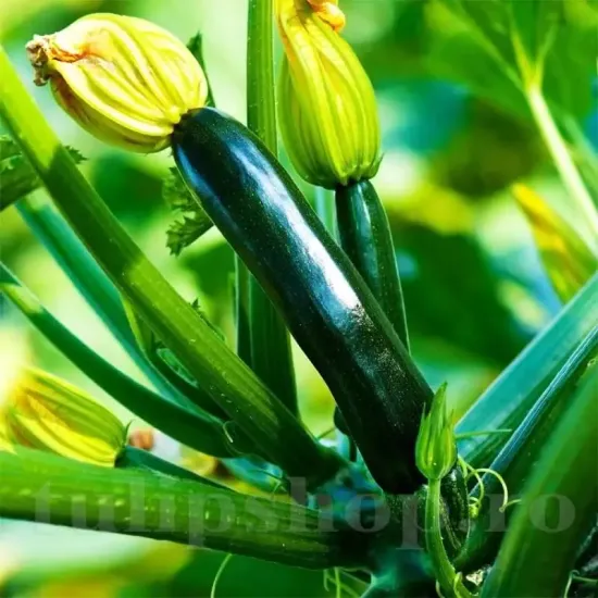 recolta dovlecel black beauty verde inchis calitate premium