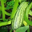 Pachet XXL seminte dovlecei Romanesco 500buc. recolta dovlecel romanesco costat gust deosebit calitate premium 110x110