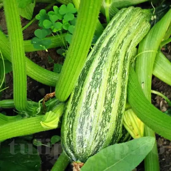 Pachet XXL seminte dovlecei Romanesco 500buc. recolta dovlecel romanesco costat gust deosebit calitate premium