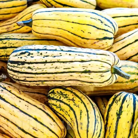 Pachet XXL Seminte dovlecei Delicata 300buc. seminte dovlecel delicata pachet xxl producatori solarii