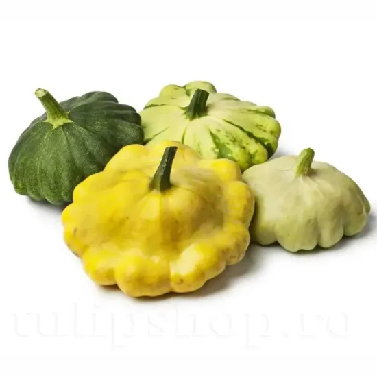 seminte dovlecel patison mix pachet xxl furnizori en gros