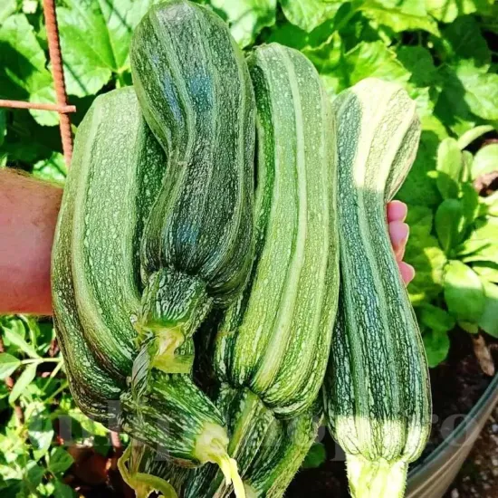 Pachet XXL seminte dovlecei Romanesco 500buc. seminte dovlecel romanesco pachet xxl furnizori en gros