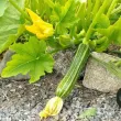 Pachet XXL seminte dovlecei Romanesco 500buc. seminte dovlecel romanesco pachet xxl gospodari gradina striat 110x110