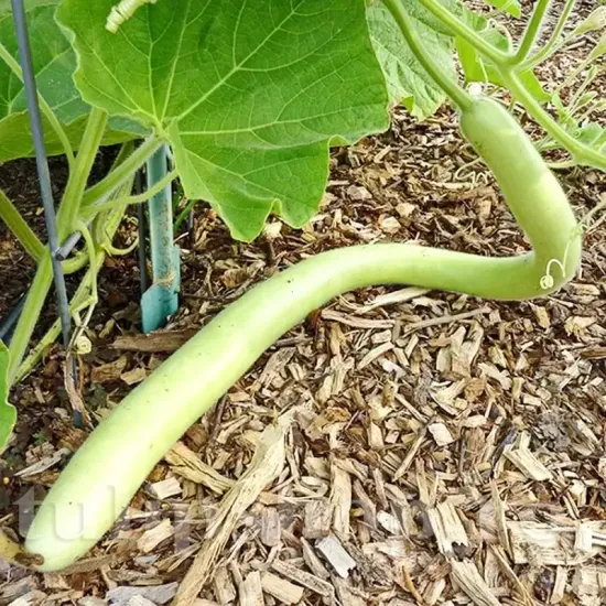 Pachet XXL Seminte dovlecei Sicilian Snake 300buc. seminte dovlecel sicilian snake pachet xxl gospodari gradina lung