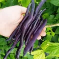 Pachet XXL seminte fasole Blauhilde 500buc.
