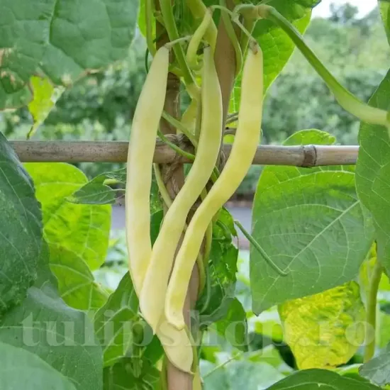 recolta fasole meraviglia di venezia a grano bianco pastai galbene late calitate premium