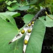 Pachet XXL seminte fasole Mung 2.000buc. recolta fasole mung boabe verzi sanatoase calitate premium 110x110