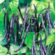 Pachet XXL Seminte fasole Purple Queen 500buc. recolta fasole purple queen pastai violet fara ate calitate premium 110x110