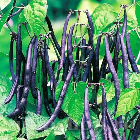 Pachet XXL Seminte fasole Purple Queen 500buc. recolta fasole purple queen pastai violet fara ate calitate premium