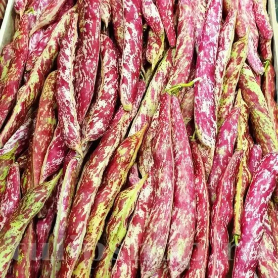 Pachet XXL Seminte fasole Borloto Lamon 300buc. seminte fasole borlotto lamon pachet xxl furnizori en gros