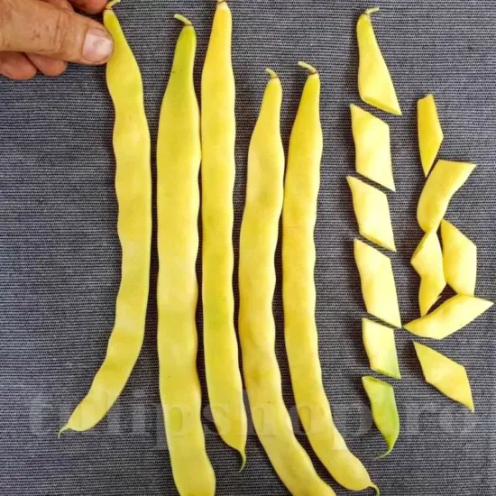seminte fasole meraviglia di venezia a grano bianco pachet xxl gospodari gradina galbena