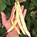 Pachet XXL Seminte fasole Meraviglia di Venezia a Grano Bianco 500buc.