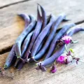 Pachet XXL Seminte fasole Purple Queen 500buc.