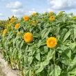 Pachet XXL Seminte floarea soarelui Orange Sun 1.000buc. recolta floarea soarelui orange sun flori portocalii batute calitate premium 110x110