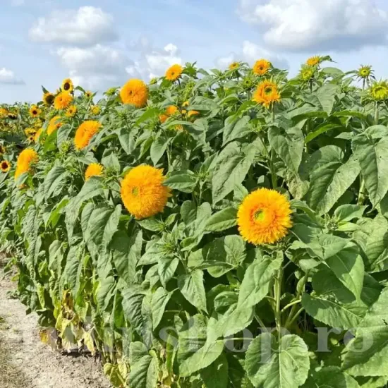 Pachet XXL Seminte floarea soarelui Orange Sun 1.000buc. recolta floarea soarelui orange sun flori portocalii batute calitate premium