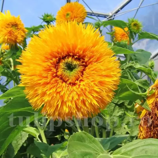 Pachet XXL Seminte floarea soarelui Orange Sun 1.000buc. seminte floarea soarelui orange sun pachet xxl producatori solarii