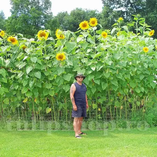 seminte floarea soarelui uniflorus giganteus pachet xxl furnizori en gros
