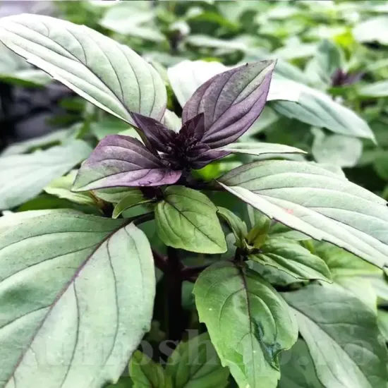 Pachet XXL Seminte busuioc Cinnamon 10.000buc. recolta busuioc cinnamon aroma scortisoara frunze parfumate calitate premium