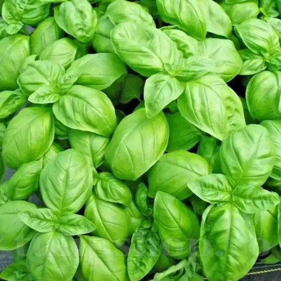 recolta busuioc genovese frunze verzi clasic italian calitate premium