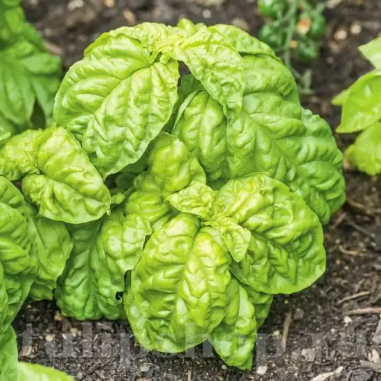 Pachet XXL Seminte busuioc Lettuce Leaved 10.000buc. recolta busuioc lettuce leaved frunze mari crete calitate premium