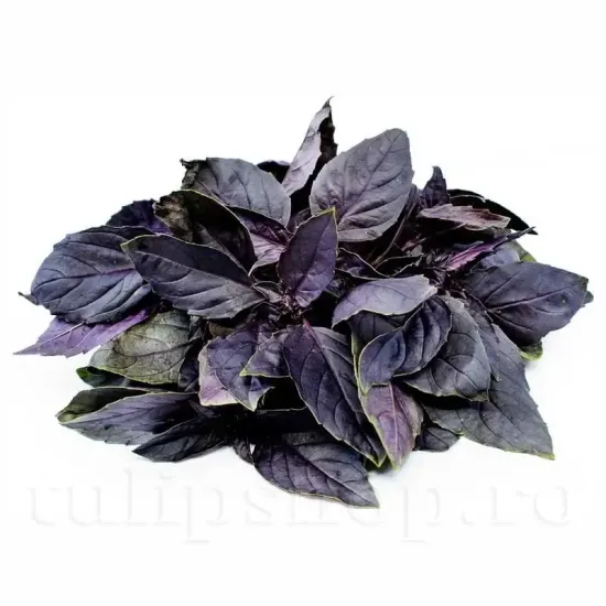 seminte busuioc dark opal pachet xxl furnizori en gros
