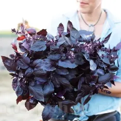 Pachet XXL Seminte busuioc Dark Opal 10.000buc.